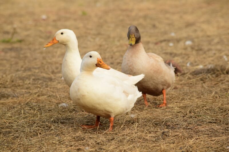 Pekin Ördekleri